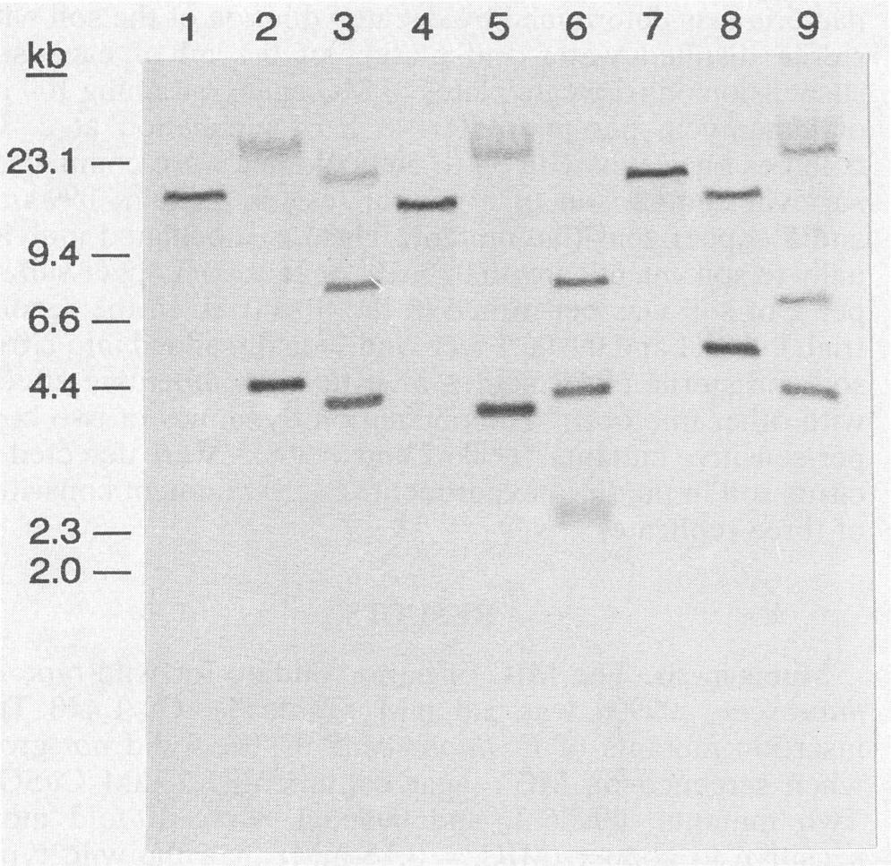582 YANG ET AL. kb 1 2 3 4 5 7 8 9 23.1- i g-ssof7 r X - "; important for biological control of root pathogens (34).