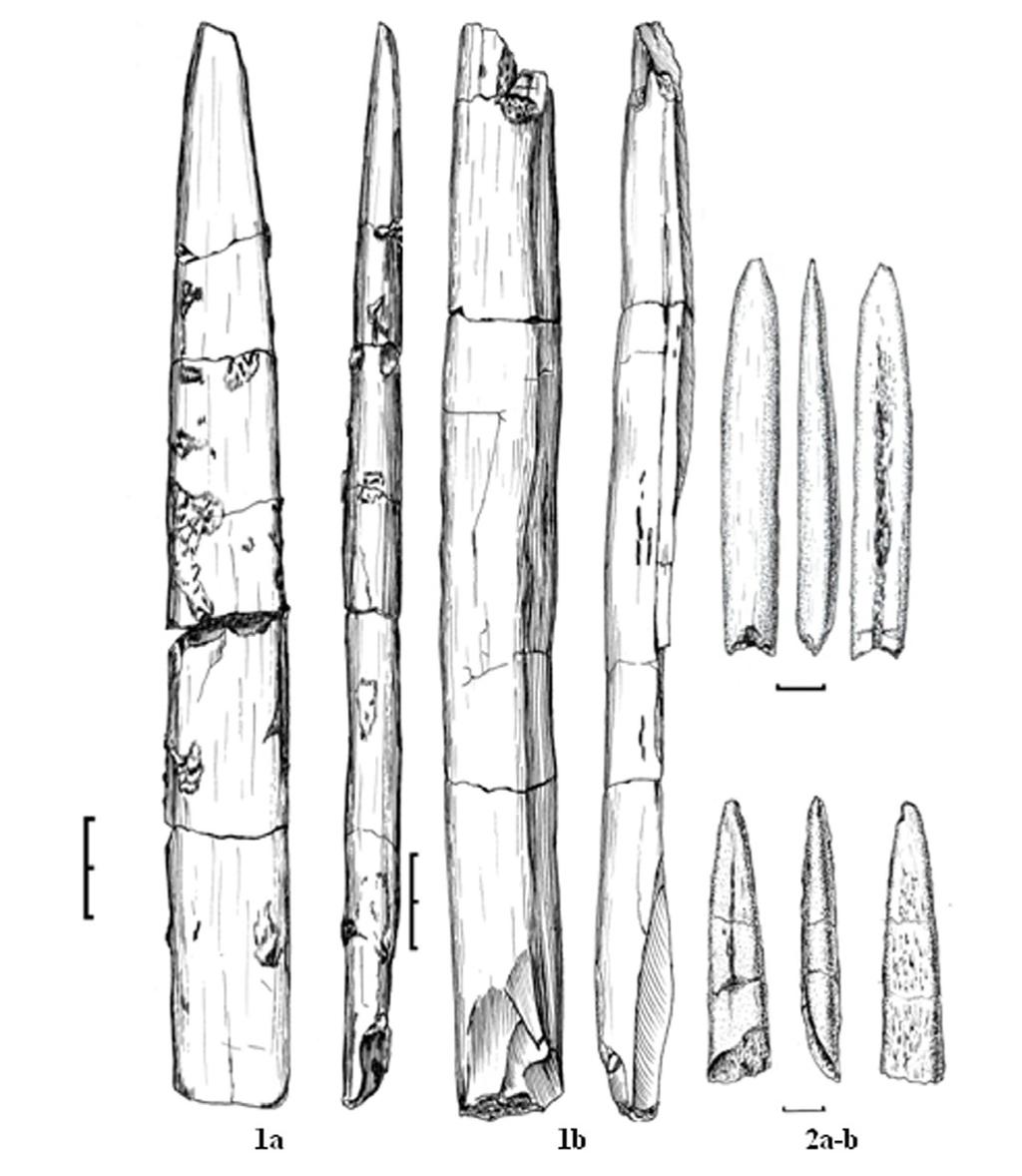 174 Cârciumaru et al. Fossils discovered in the Epigravettian from Poiana Cireşului-Piatra Neamţ 2.