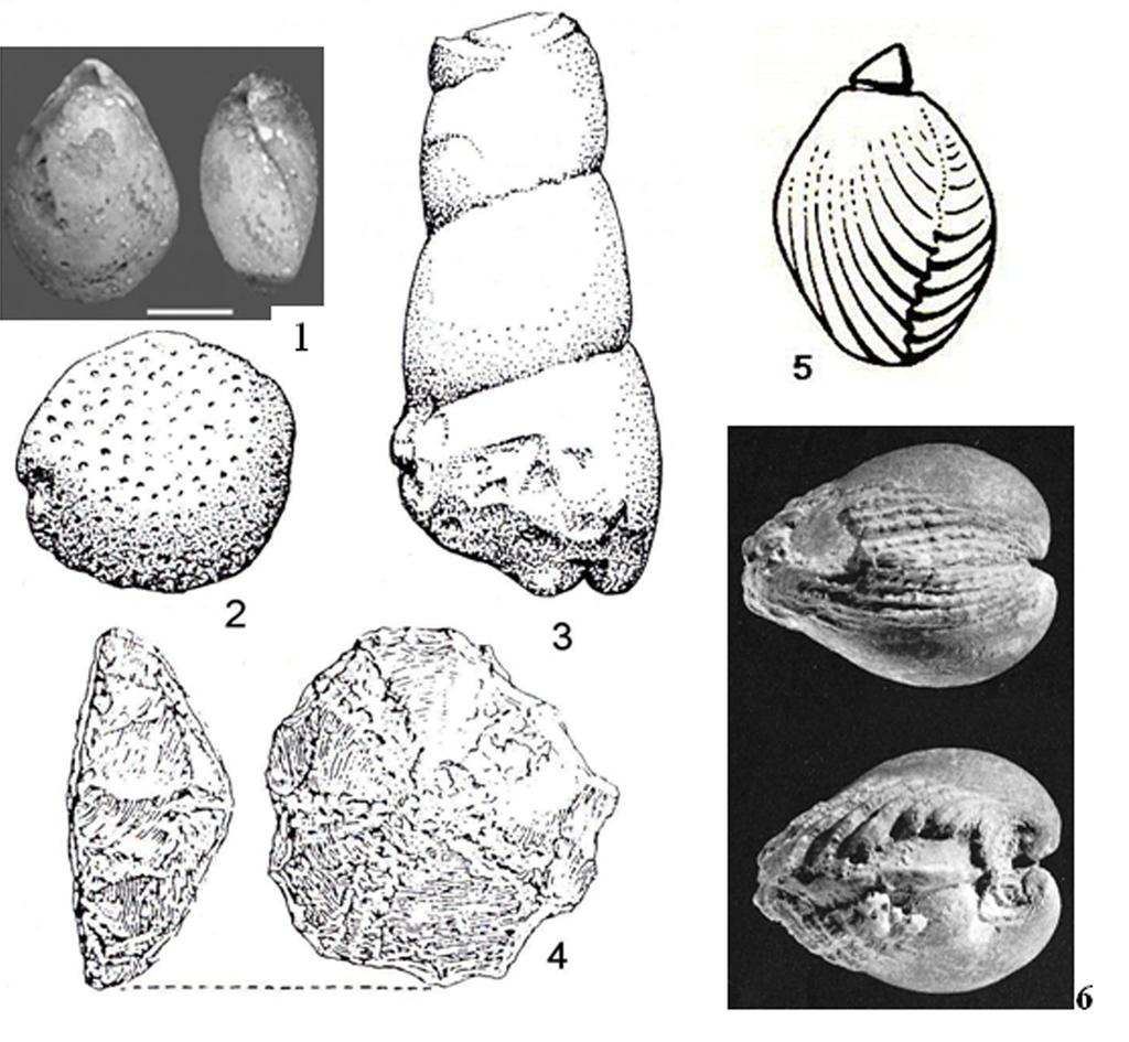 Preistoria Alpina, 45 (2011): 173-184 177 Fig. 6 - Fossils introduced by the Neanderthal man in his settlements.