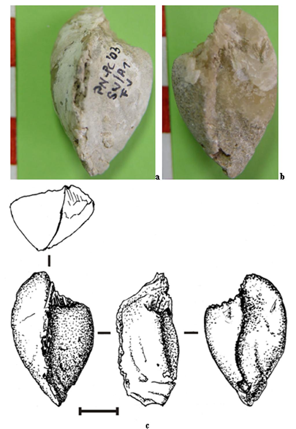 178 Cârciumaru et al. Fossils discovered in the Epigravettian from Poiana Cireşului-Piatra Neamţ 4.