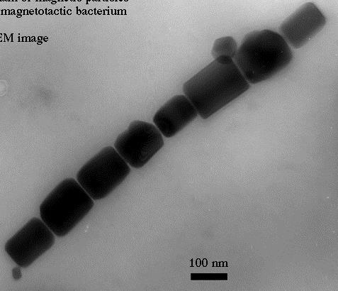 Bacteria Dokyoon Kim et al.