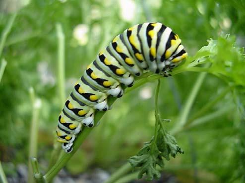 26 Parsleyworm or Black Swallowtail We have received inquires associated with one of the most distinctly-patterned caterpillars: parsleyworm or black swallowtail (Papilio polyxenes).