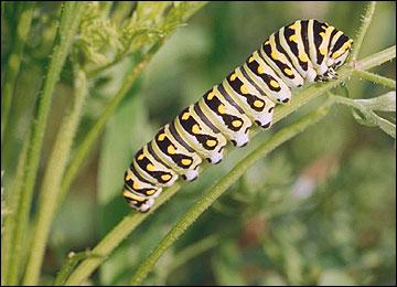 (Apiaceae). Young caterpillars are mottled black and white, which results in them resembling bird droppings. More mature caterpillars possess bands of green, yellow, white, and black.