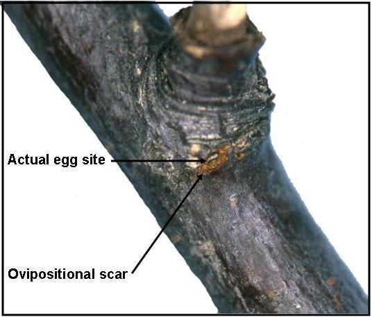 Several questions arise regarding twig girdlers: Why do they girdle branches? The larvae of twig girdlers require a drier wood for their growth and development.