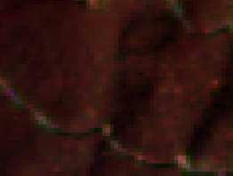 Typ krajinnej pokrývky Opis Zdravý ihličnatý les: zobrazenie v odtieňoch hnedej farby.