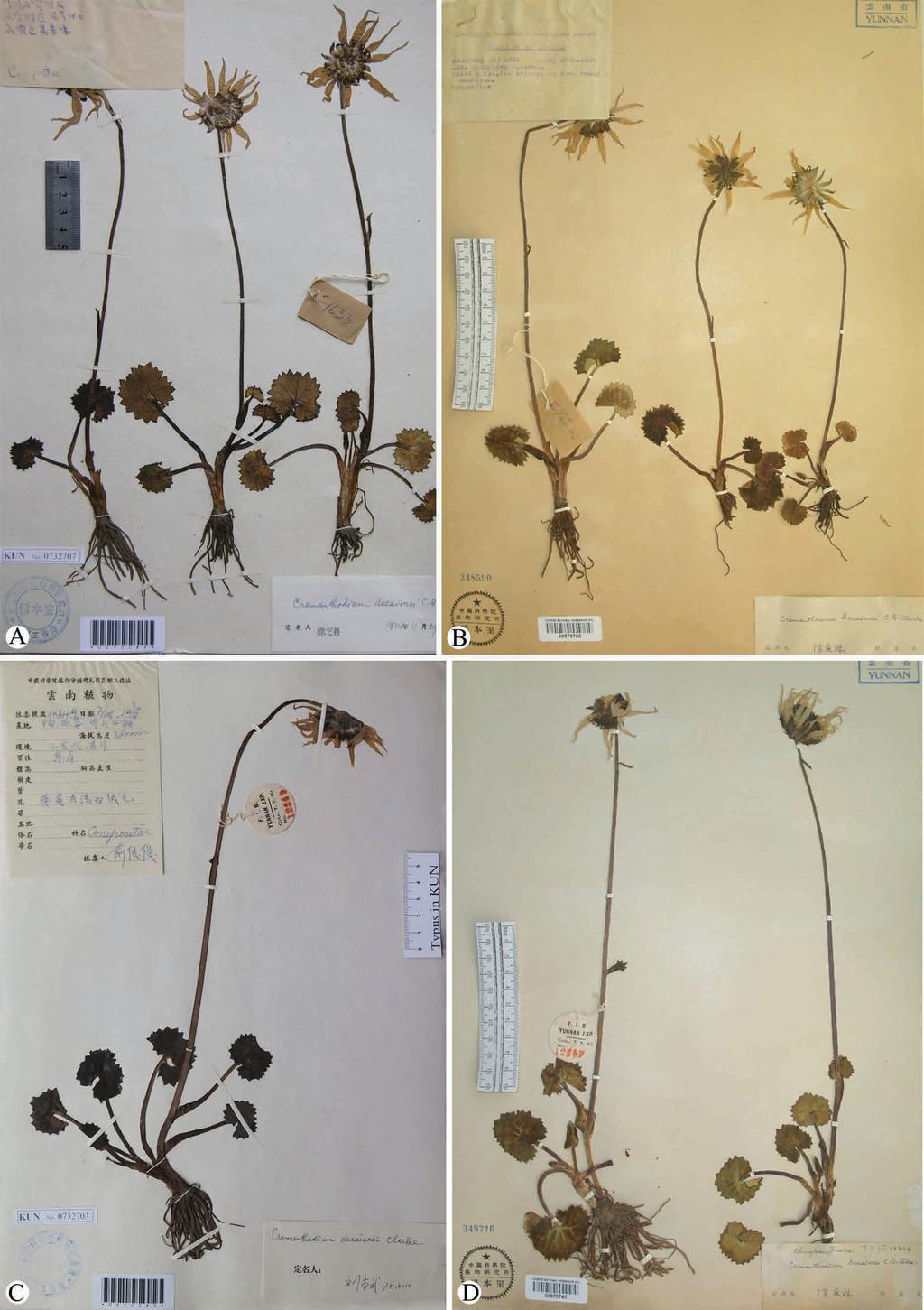 FIGURE 6. Specimens of Cremanthodium decaisnei (previously misidentified as C. citriflorum). A. China, Yunnan, Zhongdian, K.M. Feng 1633 (KUN). B.