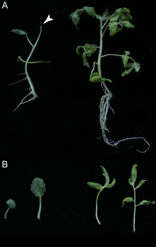 Supplemental Figure1: Mock and NPA-treated tomato plants. (A) NPA treated tomato (cv.