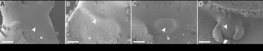 Supplemental Figure 4: Axillary meristem development in tomato. (A-D) AM initiation was studied by SEM micrographs of young leaf axils from wild type tomato plants (cv. Moneymaker).