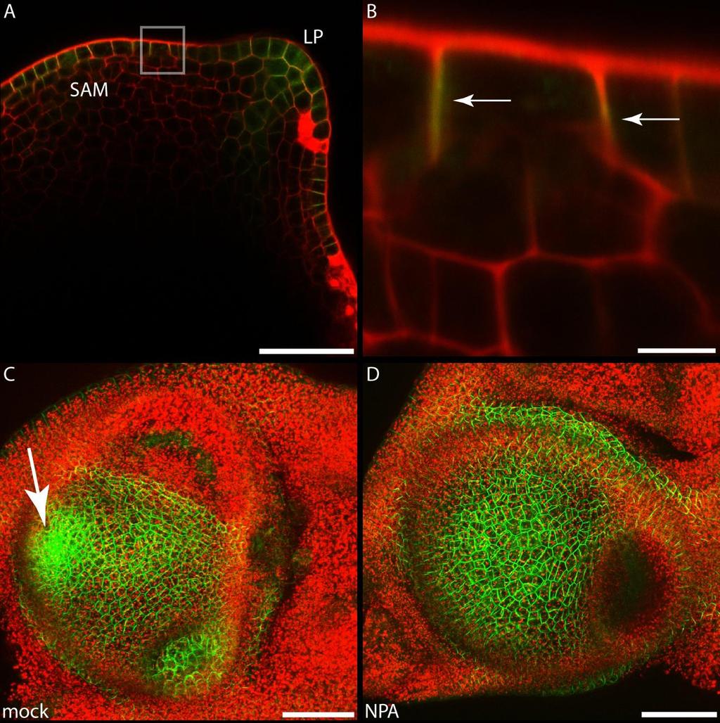 Supplemental Figure 5: PIN1 localization in the tomato apex. (A) Confocal image of a tomato apex with PIN1-GFP construct. LP (leaf primordium), SAM (shoot apical meristem).