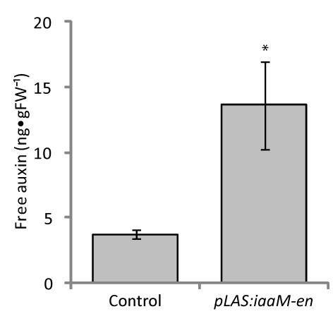 Supplemental Figure 7: IAA concentration in control and plas:iaam-en plants.