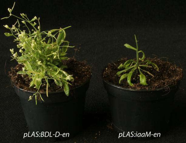 Supplemental Figure 8: Habitus of a plas:bdl-d-en plant (left) and a plas:iaam-en plant (right).
