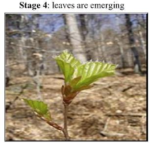 Phenological traits are highly plastic (Temperatures, photoperiod, etc.
