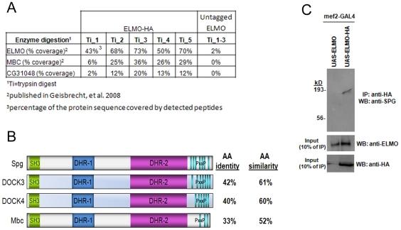 Figure 1: Identification of CG31048/Spg as an ELMO-binding Protein (A) Table showing peptide coverage of HA-tagged ELMO in 5 independent mass spectrometry experiments compared to 3 untagged ELMO