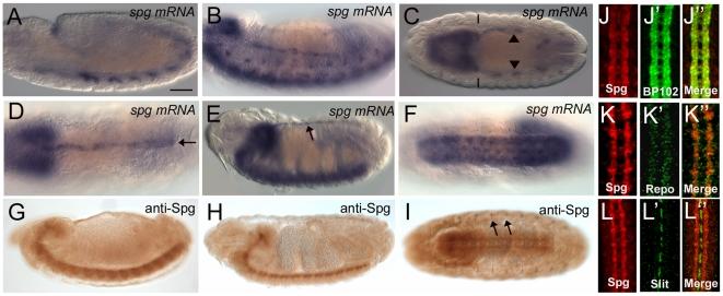 Figure 2: Spatial Expression of Spg in the Developing Embryo In situ hybridizations of wild-type embryos showing spg mrna expression.