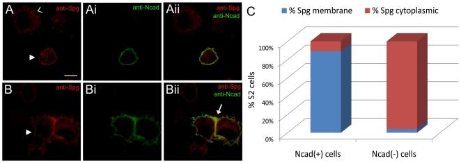 Figure 6: Expression of N-cadherin is Sufficient to Recruit Spg to the Membrane Late stage 16 or stage 17 embryos stained with anti-fasii (A, B, E, F) and anti-bp102 to label all CNS axons (C, D).