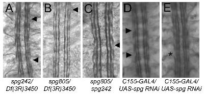 Figure 8: Loss of Spg results in mild CNS defects (A E) Stage 16 embryos stained with FasII.