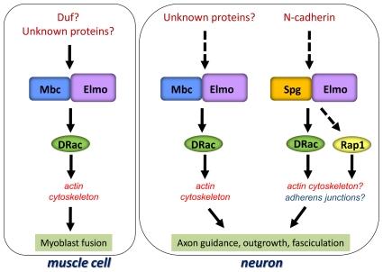 Figure 18: Model of CDM-ELMO Pathway In the muscle, Mbc is the sole CDM family member that functions with Elmo to mediate cytoskeletal modifications through the GTPase Rac (left panel).