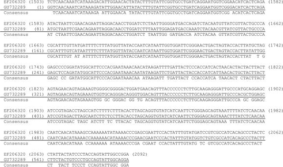 Phylogenetic Analysis of Reticulitermes speratus using the Mitochondrial Cytochrome C Oxidase Subunit I Gene Fig. 2. Genetic sequence comparison of COXI 5' region from R.