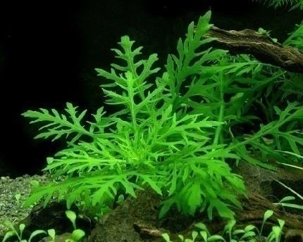 = to those of the new specimens from Hygrophila