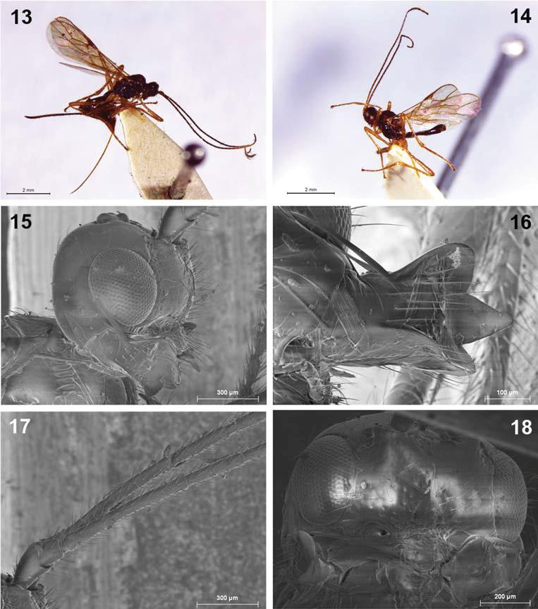 698 PERIS-FELIPO et al.: New Afrotropical Asobara (Braconidae) Figs 13 18. Asobara turneri Peris-Felipo sp. nov. (13, 15 18, 14 ).