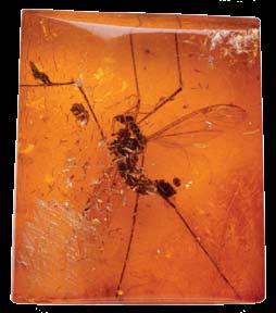 The sap hardened over a long time and became amber, preserving the insect inside.