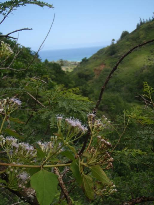 Summary of Project Objectives The O`ahu Invasive Species Committee (OISC) was founded by a concerned group of citizens and land managers volunteering their weekends to control fountain grass and