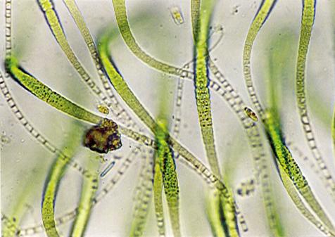 Rivularia mesenterica: 1,