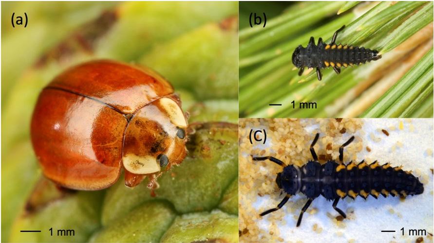 Fig. 1. The adult (a), 3 rd instar (b) and 4 th instar larva (c) of Alishan Harmonia yedoensis [photo by Shih-Chieh Huang (a, b) and Naoya Osawa (c)]. Fig. 2.