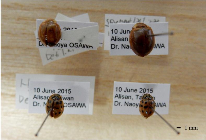 quadripunctata (Pontoppidan) from the same pine tree in Alishan (Fig. 2, lower two specimens identified on the basis of male genitalia). The adult body size of H.
