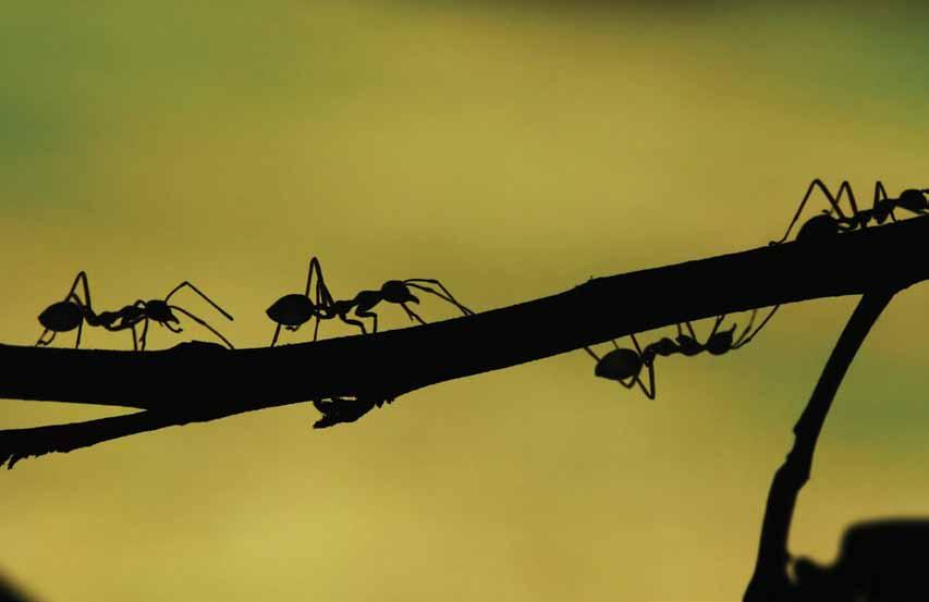 P r e s c r i p t i o n T r e a t m e n t P e s t M a n a g e m e n t Ant Management Guide Colony