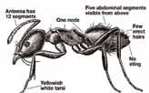 Indoors: in debris 3/16 inch 388B Advance Ant Gel Bait Trees, heavy