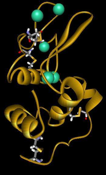 Lysozyme: Well Studied example of mis-folding T70N D67H S-S α-domain β-domain S-S W64R N