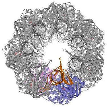 GroEL Misfolded protein in kinetic trap Correctly folded protein 10º 20º 60º 120º ADP x 7