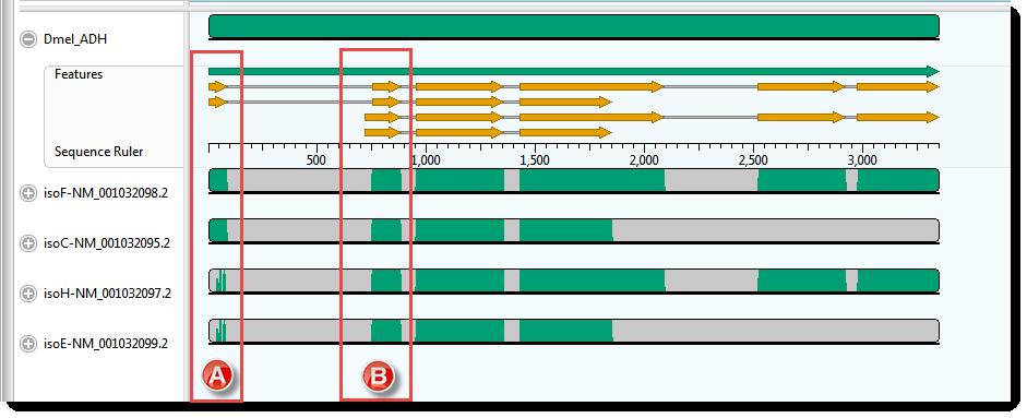 For this example, the transcripts, represented by the four lower sequences, have already been arranged in the same vertical order as the mrna-features for the ADH gene, represented by orange arrows