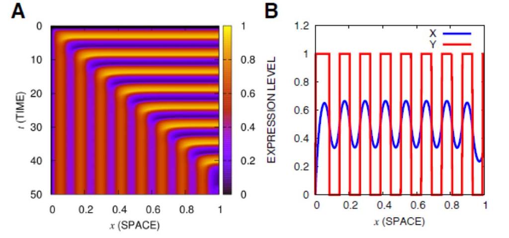 Cf: Oscillation + Spatially Local Interaction by diffusion +Fixed Boundary Temporal Oscillation is Transformed into Spatial Stripe (EuroPhys Lett.