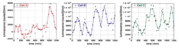 Heterogeneity confirmed) (iii) Oscillation in gene expression (Chambers et alnature07) Experimental