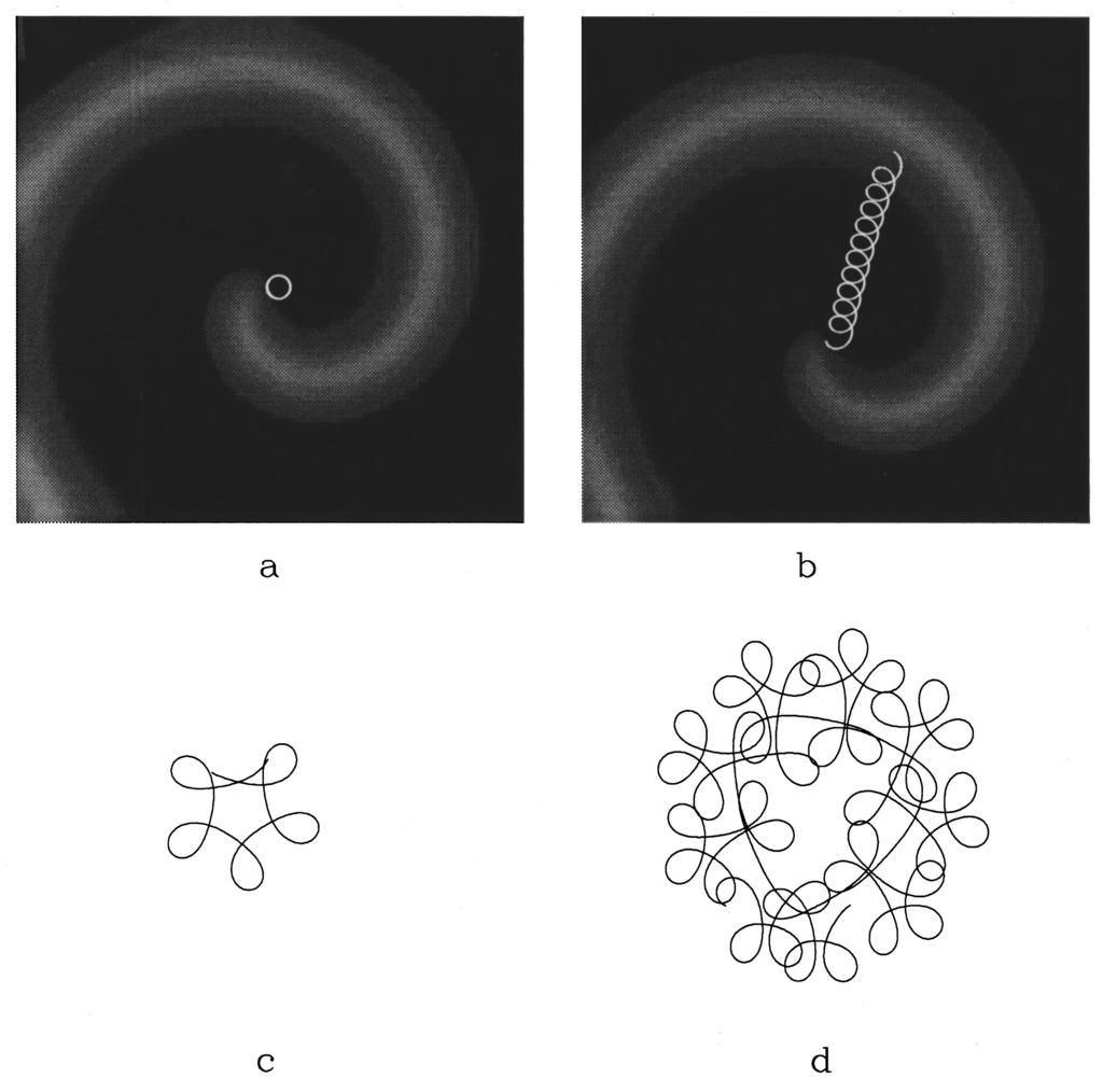 4792 ROLF-MARTIN MANTEL AND DWIGHT BARKLEY 54 FIG. 1. Illustration of the effects of periodic forcing on the spiral-wave dynamics.