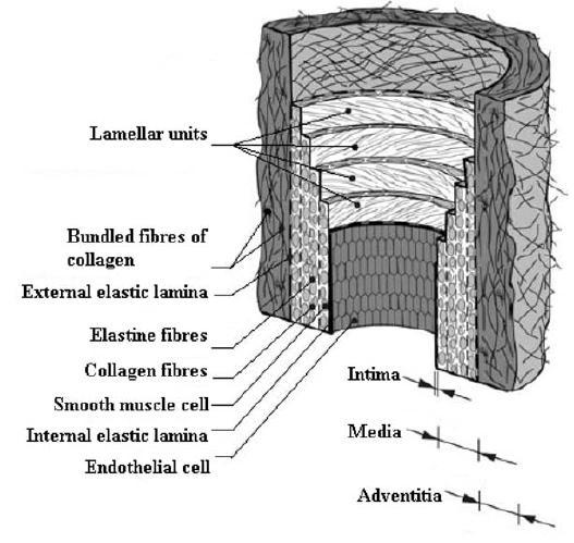 These four components make up three layers, or tunicae, in the histological structure [2, 5]. This layered structure can be seen in Figure 1.