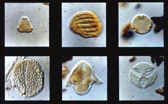 Pollen Records Palynology: study of prehistoric pollen to determine climate conditions Each species has a different shape Can determine types of plants that were most abundant when the pollen was