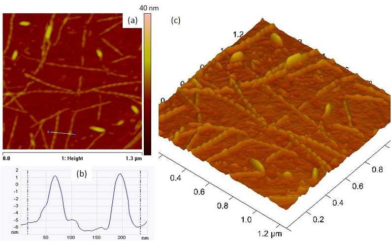 Figure S1. Self-assembly of dipeptide A in water solution (250 µm) on mica surface. (a) tapping mode AFM image showing the formation of 1-D helical nanofibers.