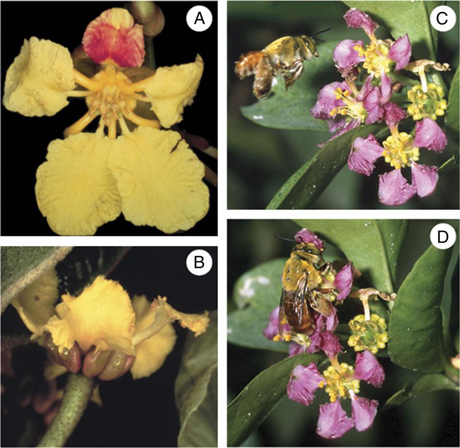 EVOLUTION Fig. 1. Stereotyped floral morphology of the 1,300 species of New World Malpighiaceae showing the prominent dorsal banner petal that is highly differentiated from the other four petals (A).