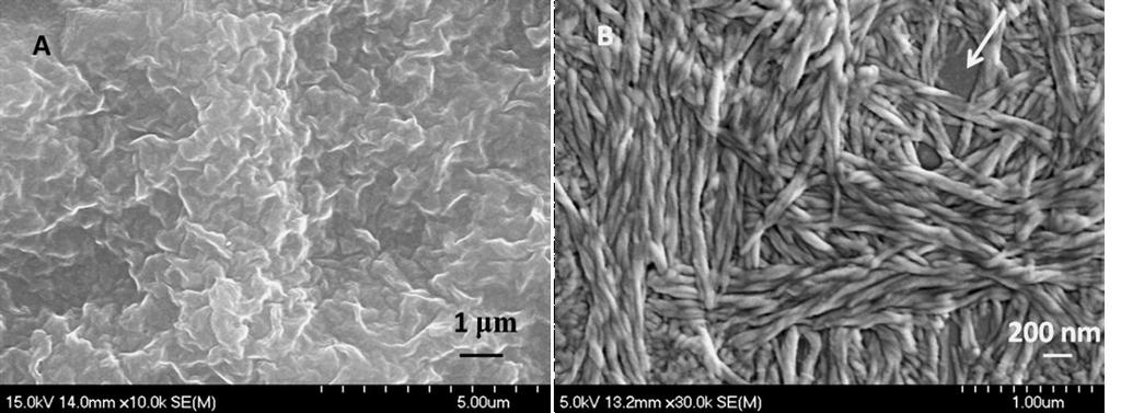 Figure S1 is the SEM image of the xerogel of PER-G2 at low concentration of gelator in xylene.