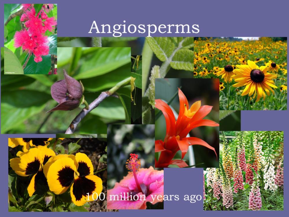 So obviously what was needed was a surer way to get pollen from one plant to another of the same species. And that brings us to the Angiosperms- plants with real flowers.