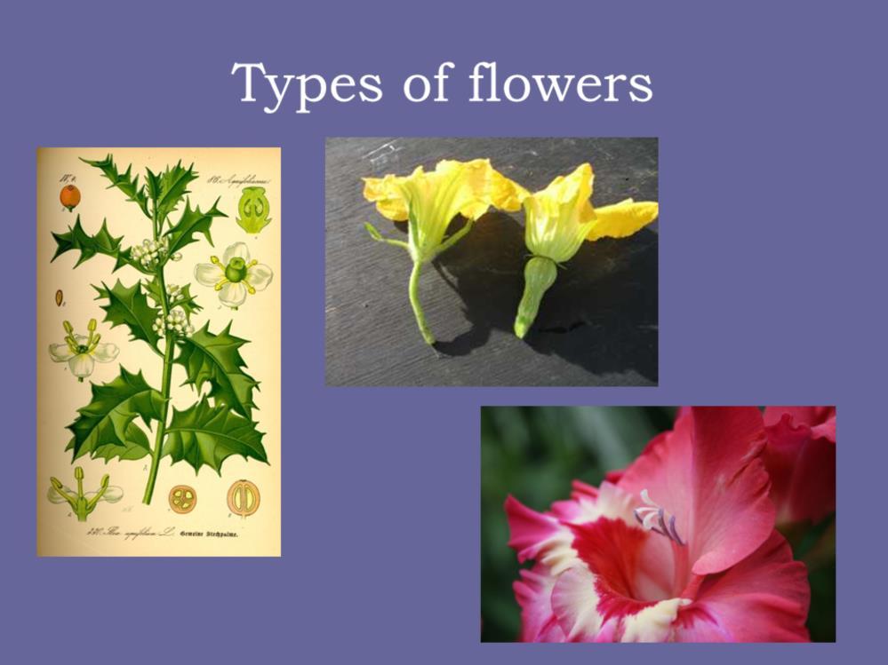 When looking at flowers, there are a number of ways they are designed. There are male and female plants that have male flowers on one plant and female flowers on another plant.