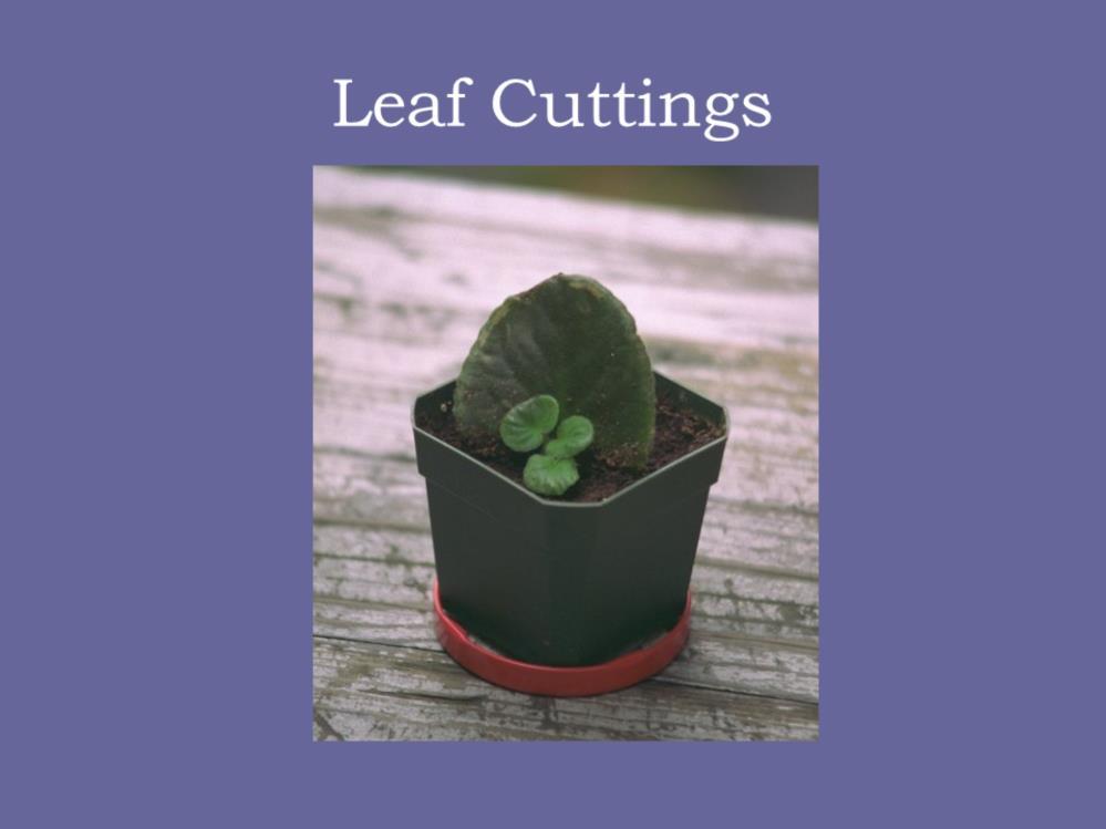 Place a leaf into sterile soil and it will grow a new plant.