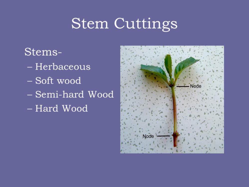 Stem cuttings are done with a lot of different plants. There are four different types of cuttings that can be done. Herbaceous is done on herbaceous (nonwoody) plants.