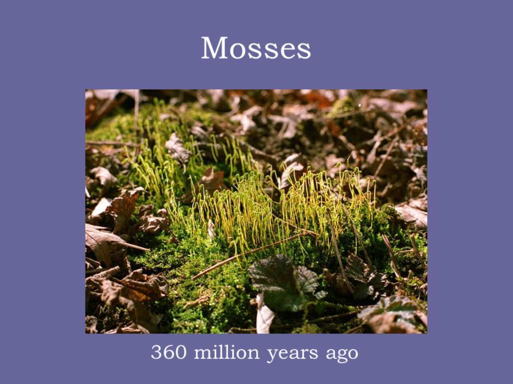 Then the mosses arose in the historic record. Mosses do have male parts and female parts. The male cells must swim through a water layer to reach the female parts.