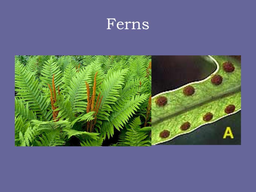 Next come the ferns. Ferns are really just advanced mosses with vascular systems. The fern will produce spores which is what you see here in this cinnamon fern on the left.
