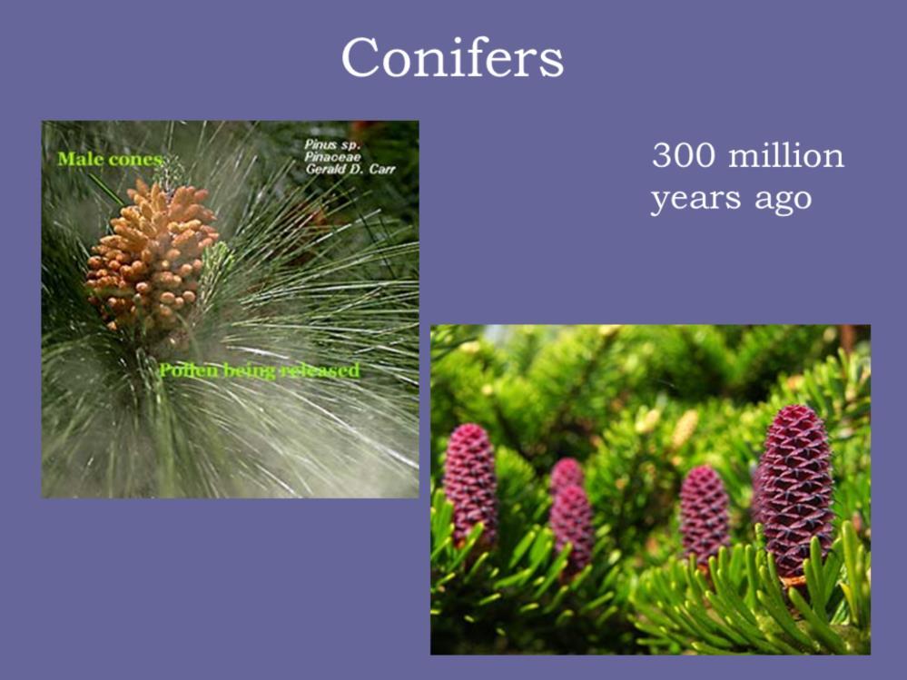 The next big advance is the gymnosperms. These are the conifers. Now conifers have two types of cones. Male cones and female cones. And what was it that made the conifer so special?