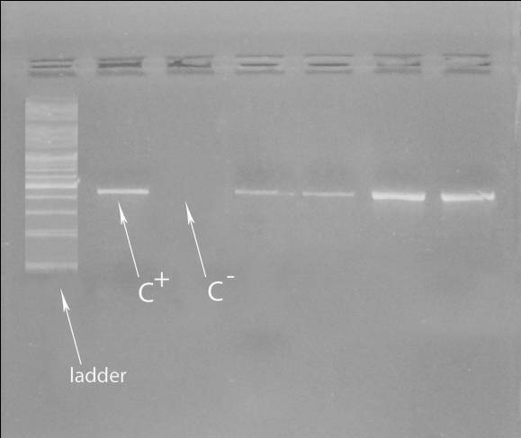 23 Polymerase chain reaction Randomly cloned sequence